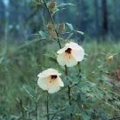 Hibiscus Aculeatus Pinelands Hibiscus Seeds Yellow Fresh Garden