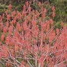 Idesia Polycarpa Igiri Tree Seeds Fresh Garden