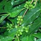 Coffee Arabica Nana Dwarf Coffee Plant Seeds Fresh Garden