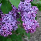 Syringa Vulgaris Dark Purple Common Lilac Seeds Fresh Garden