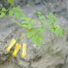 Dicentra Scandens Climbing Yellow Dicentra Seeds Fresh Garden