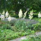 Yucca Filamentosa Adams Needle Yucca Seeds Fresh Garden
