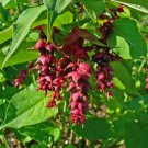 Leycesteria Formosa Unique Shrub Seeds Fresh Garden
