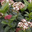 Viburnum Macrophyllum Evergreen Shrub Seeds Fresh Garden