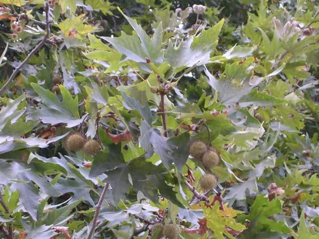 Platanus Orientalis Oriental Planetree Tree Seeds Fresh Garden