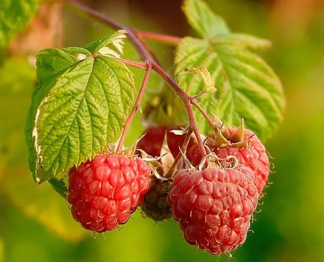 Rubus Idaeus Red Raspberry Fruit Seeds Fresh Garden