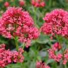 Centranthus Ruber Coccineus Jupiter'S Beard Red Flowers Seeds Fresh Garden