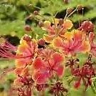 Caesalpinia Pulcherrima Bird Of Paradise Shrub Seeds Fresh Garden