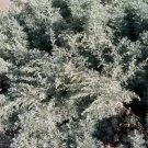 Artemisia Absinthium Absinth Or Wormwood Seeds Fresh Garden