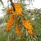Hippophae Rhamnoides Buckthorn Shrub Seeds Fresh Garden