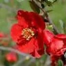 Chaenomeles Speciosa Flowering Quince Shrub Seeds Fresh Garden