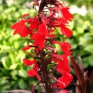 Lobelia Fulgens Queen Victoria Purple Leaf Cardinal Flower Seeds Fresh Garden