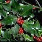 Ilex Aquifolium English Holly Seeds Fresh Garden