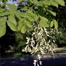 Cladrastis Lutea Yellowwood Tree Seeds Fresh Garden