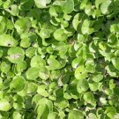 Dichondra Micrantha Groundcover Seeds Fresh Garden