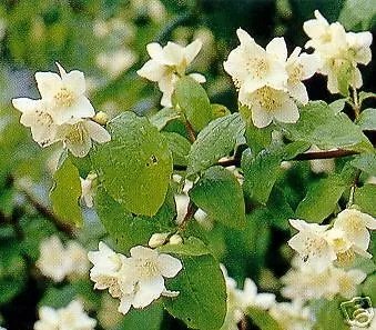 Philadelphus Coronarius Mock Orange Shrub Seeds Fresh Garden