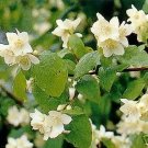 Philadelphus Coronarius Mock Orange Shrub Seeds Fresh Garden