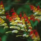 Mina Lobata Exotic Love Vine Seeds Fresh Garden