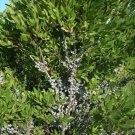 Myrica Pennsylvanica Northern Bayberry Seeds Fragrant Fresh Garden