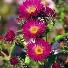 Aster Novae Angliae September Ruby Seeds Fresh Garden