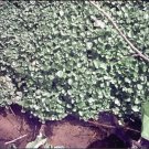 Nasturtium Officinalis Watercress Herb Seeds Fresh Garden