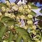 Aralia Spinosa Devils Walking Stick Exotic Native Seeds Fresh Garden