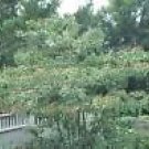 Cornus Alternifolia Alternate Leaved Dogwood Seeds Fresh Garden