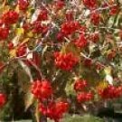 Crataegus Phaenopyrum Washington Hawthorn Tree Seeds Fresh Garden