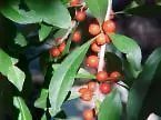 Ilex Decidua Deciduous Holly Shrub Seeds Fresh Garden