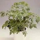 Radermachera Sinica China Doll Exotic Seeds Fresh Garden