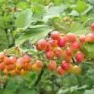 Viburnum Trilobum American Cranberrybush Viburnum Seeds Fresh Garden