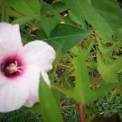 Hibiscus Laevis Halberd Leaved Hibiscus Seeds Fresh Garden