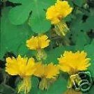Tropaeolum Peregrinum Yellow Blooms Exotic Vine Seeds Fresh Garden