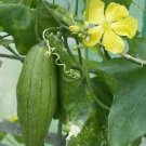 Luffa Aegyptraca Luffa Sponge Seeds Fresh Garden