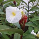 Costus Speciosus Spiral Ginger Seeds Fresh Garden