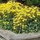 Rudbeckia Goldstrum Black Eyed Susan Perennial Seeds Fresh Garden