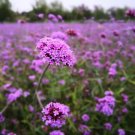 Vervain Purpletop Heirloom Seeds Nongmo (Verbena Bonariensis) Fresh Garden