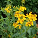 Mexican Mint (Tarragon) Seeds Heirloom Herb (Tagetes Lucida) 50 Seeds Fresh Garden