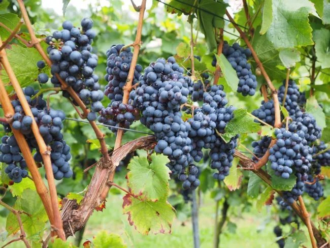 Grapes Wine Heirloom Seeds Culinary Non Gmo (Vitis Vinifera) 35 Seeds Fresh Garden