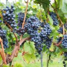 Grapes Wine Heirloom Seeds Culinary Non Gmo (Vitis Vinifera) 35 Seeds Fresh Garden