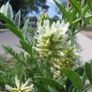 Licorice American (Wild) Heirloom Seeds (Glycyrrhiza Lepidota) 40 Seeds Fresh Garden