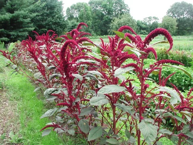 Amaranth Red Garnet Heirloom Seeds Medicinal Herb 250 Seeds Fresh Garden
