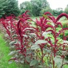 Amaranth Red Garnet Heirloom Seeds Medicinal Herb 250 Seeds Fresh Garden