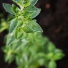 Oregano Greek 500 Seeds Medicinal & Culinary Herb Heirloom Gmo Free Fresh Garden