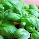 Basil Genovese Heirloom Seeds Culinary & Medicinal Herb 250 Seeds Fresh Garden
