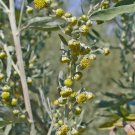 Wormwood 400 Seeds Heirloom Herb Silver Gray Foliage Strong Aromatic Scent Fresh Garden