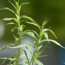 Tarragon 600 Seeds Culinary & Medicinal Herb (Artemisia Dracunculoides) Fresh Garden