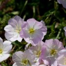Evening Primrose Showy (Pink Ladies) Heirloom Seeds 100 Seeds Fresh Garden