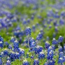 Texas Bluebonnets (Lupinus Texensis) 50 Seeds Fresh Garden