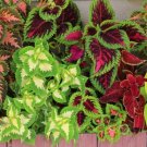 Coleus Rainbow Mix (Painted Leaves) 250 Seeds (Solenostemon Scutellarioides) Fresh Garden